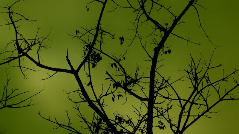 slunečnímu záření, stromy, Příroda, tráva, rostliny, fotografování slunečnímu záření, stromy, Příroda, tráva, rostliny, fotografování