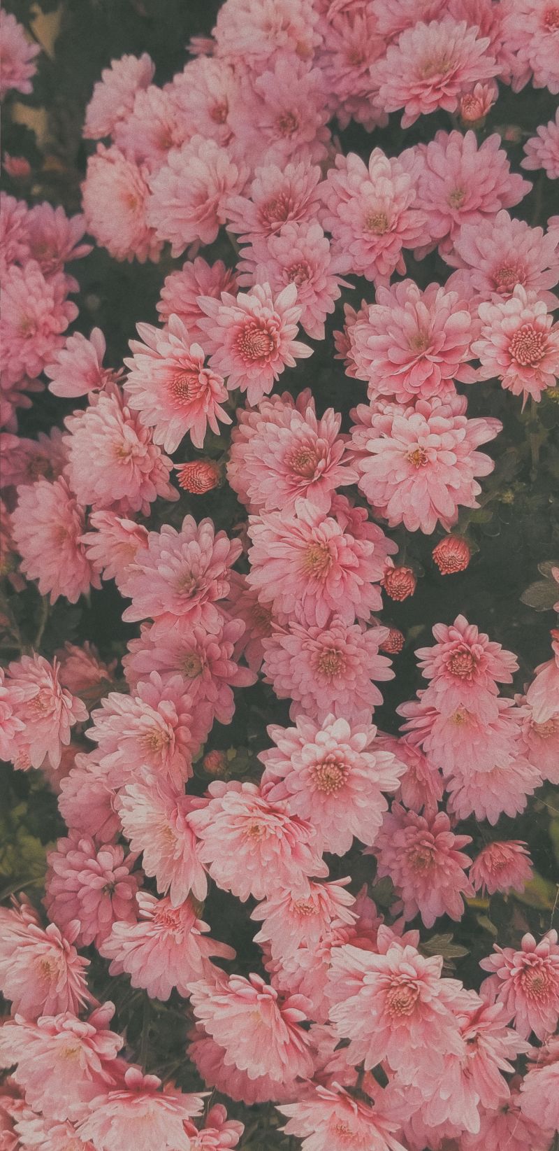 цветя,природа