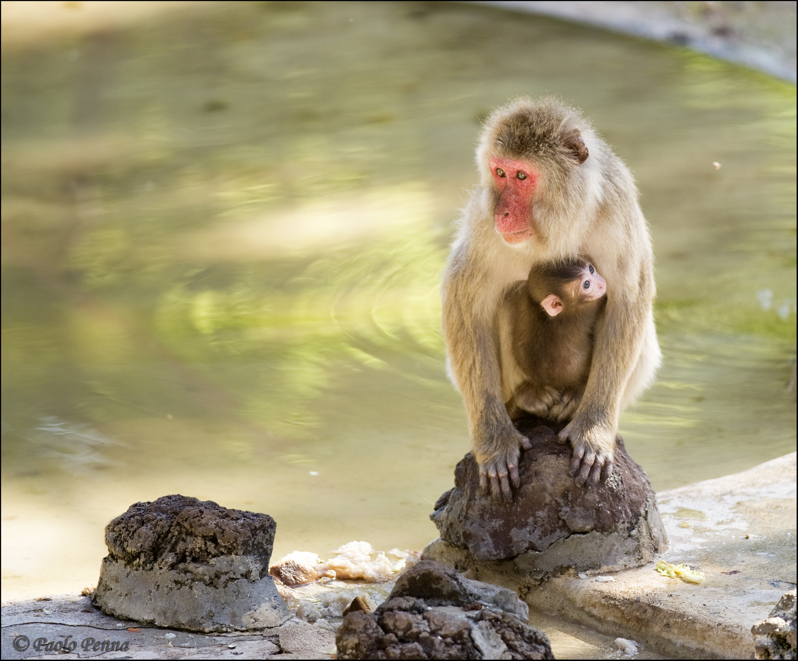 světla, zvěř, ruce, Itálie, Příroda, stín, hluk, hnědý, Volně žijících živočichů, nos, zoologická zahrada, hřebíky, Řím, štětec, Přátelé, hlava, světlo, stíny, divoký, krása, Italia, roma, makak, naso, natura, štika, fauna, savec, Ombra, pelo, Occhi, mani, occhio, madre, amici, animali, Bioparco, karetní hra, onlythebestare, luci, beautifulexpression, primát, marrone, organismus, ploskonosí, opice Starého světa, volná příroda, unghie, NATURALMENTE, paviáni, Japonský makak, slyší, zampa, naturallyartificial, Selvatico, Wilds, Manto, Jungla, Sbarre, savana, čtyřnožci, scimmie, orecchie, savců, quadrupedi, mammiferi, disturbo, babbuini, fantasticwildlife