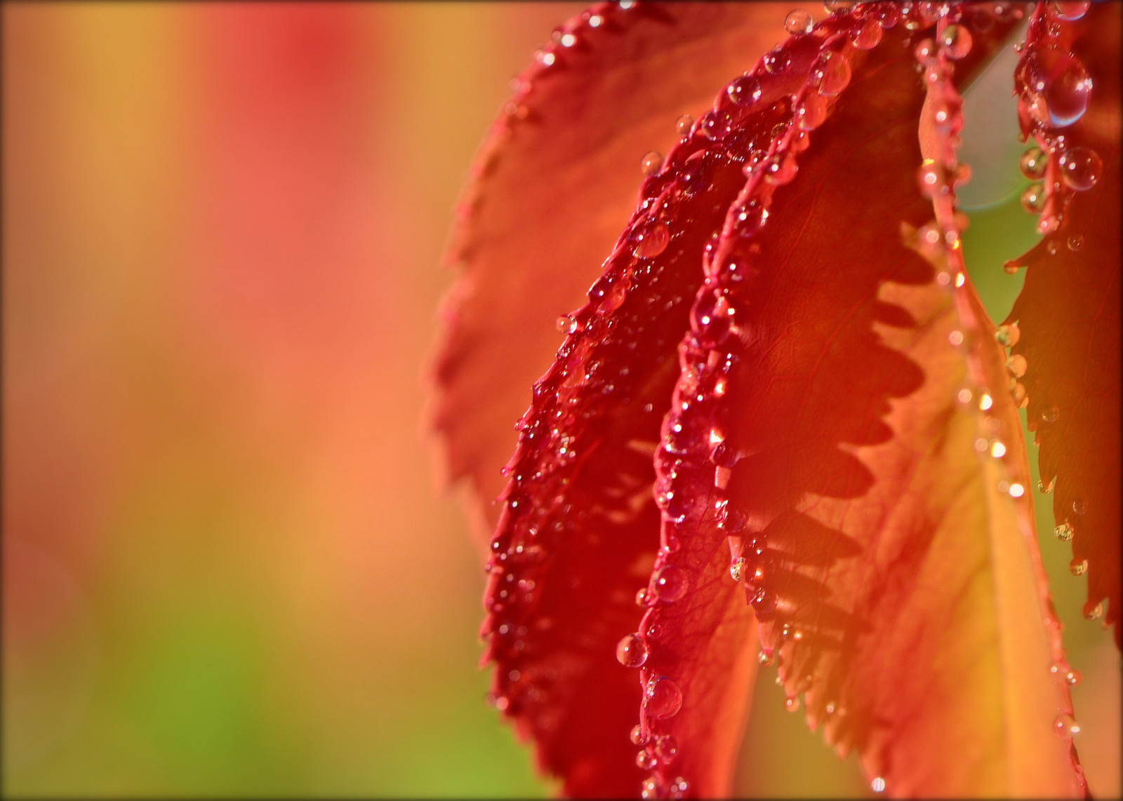 agua, vermelho, Macro, rosa, pólen, Primavera, orvalho, folha, flor, solta, pétala, Papel de parede do computador, fechar-se, Macro fotografia, Caule vegetal, umidade, Cores da primavera, Hanaimages