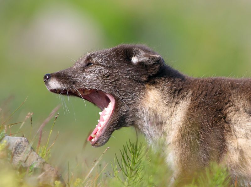 fauna, cicavec, zver a rastlinstvo, terrestrial animal, ňufák, Viverridae fauna, cicavec, zver a rastlinstvo, terrestrial animal, ňufák, Viverridae