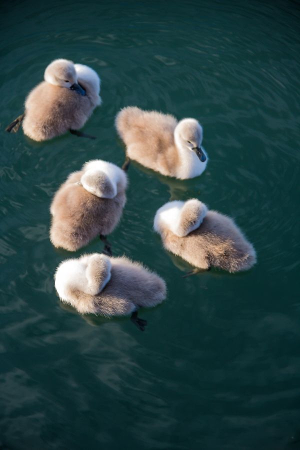 swan,bird,svan,malmo,limhamn,f gel