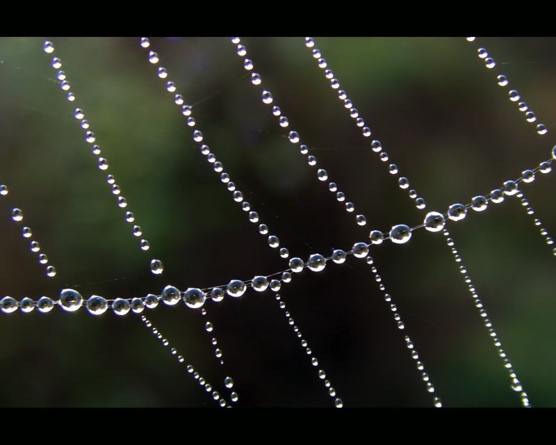 water,dauw,licht,spinnenweb,vochtigheid,macrofotografie