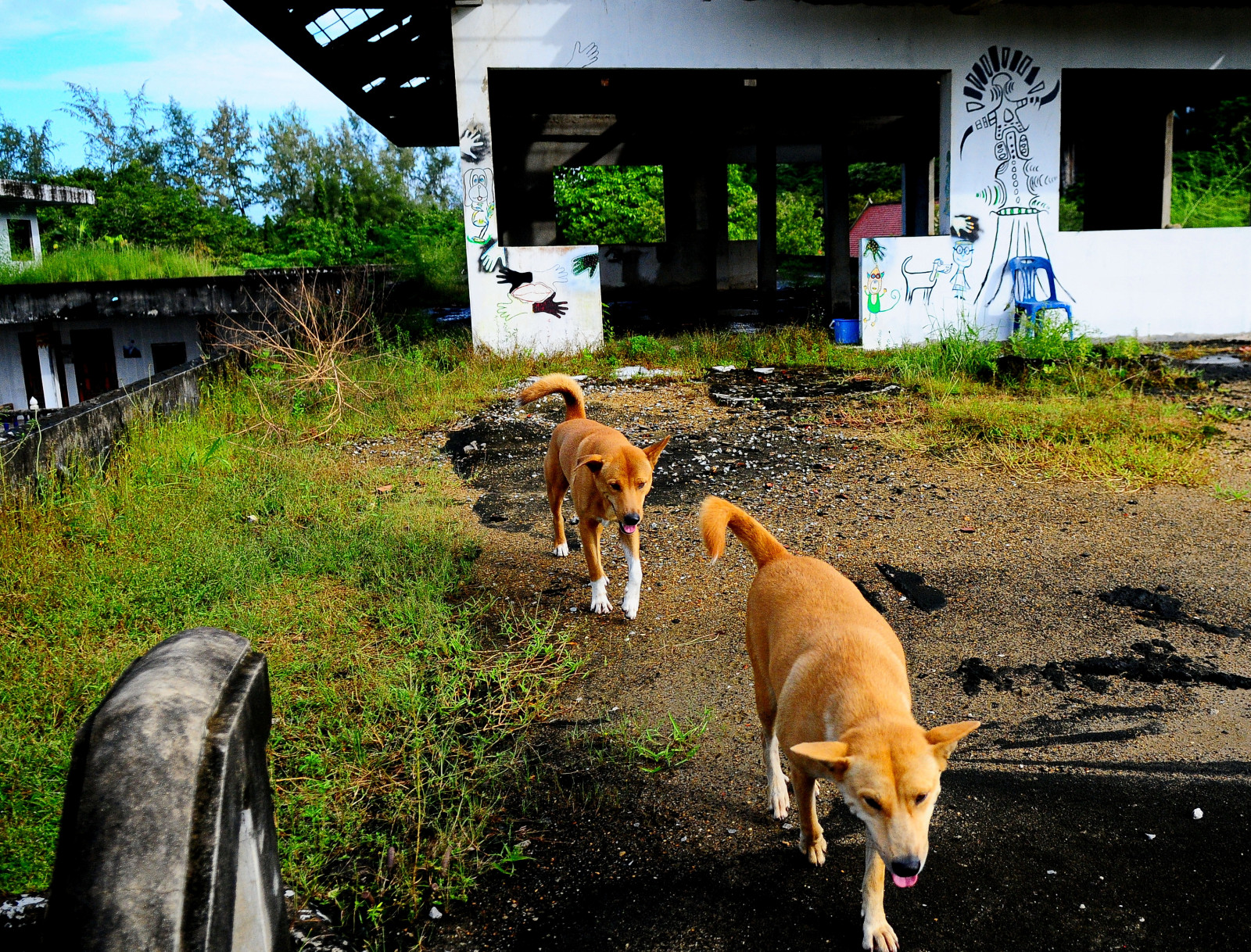 hund, plante, græs, hund som pattedyr, snude, gade hund, træ