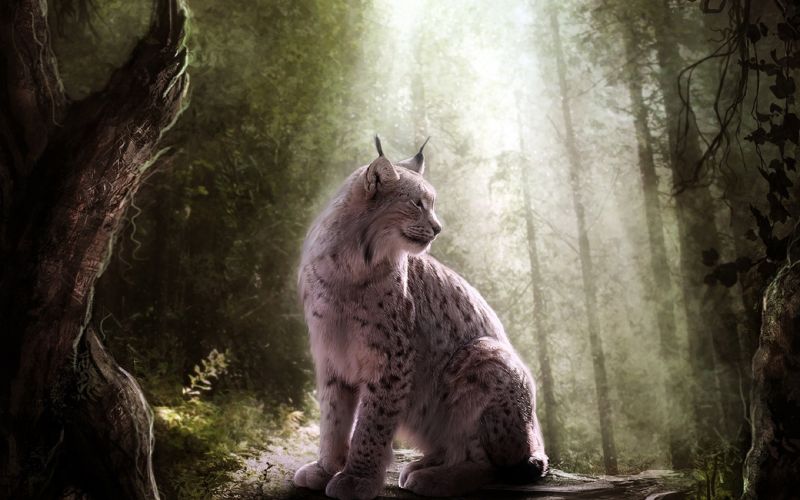 Animales,lince,bosque,Arte fantasía,selva,oscuridad