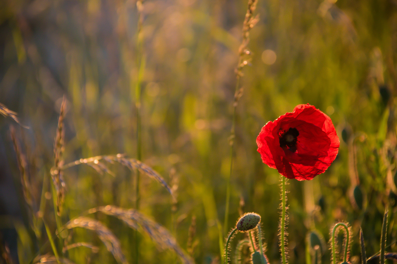 światło słoneczne, Natura, czerwony, trawa, pole, Zielony, pręt, jesień, liść, kwiat, łąka, roślina, mak roślina, flora, Blomma, F lt, Vallmo, Exif model canoneos760d, Aparat zrobić kanon, Model aparatu canoneos760d, Geolokalizacja, Obiektyw exifs18200mmf3556i, Otwór wylotowy 56, Długość fali 200 mm, Exif czyni kanon, Exif isospeed 500, płatek, Skateholm, łąka, dziki kwiat, preria, Koquelicot, botanika, Roślina lądowa, Roślina kwitnienia, ścieśniać, Fotografia makro, Trawa rodzina, Trzon roślinny