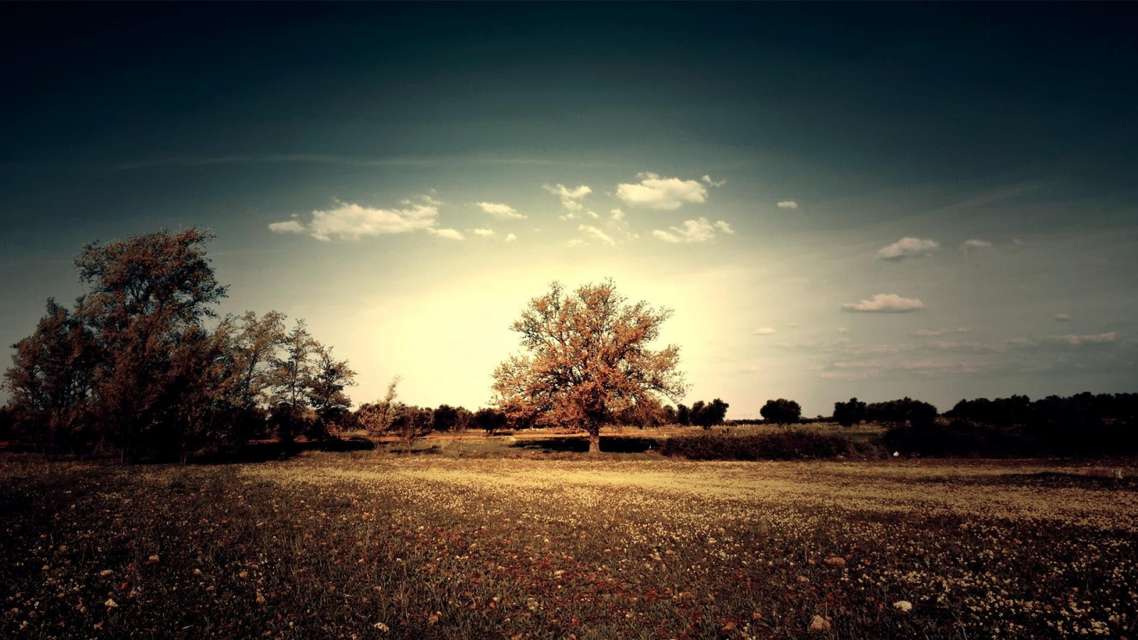 slunečnímu záření, stromy, západ slunce, noc, Příroda, odraz, nebe, pole, svítání, večer, ráno, slunce, horizont, atmosféra, soumrak, světlo, mrak, strom, podzim, svítání, rostlina, tma, 1920x1080 px, atmosférický jev, dřevina, astronomický objekt