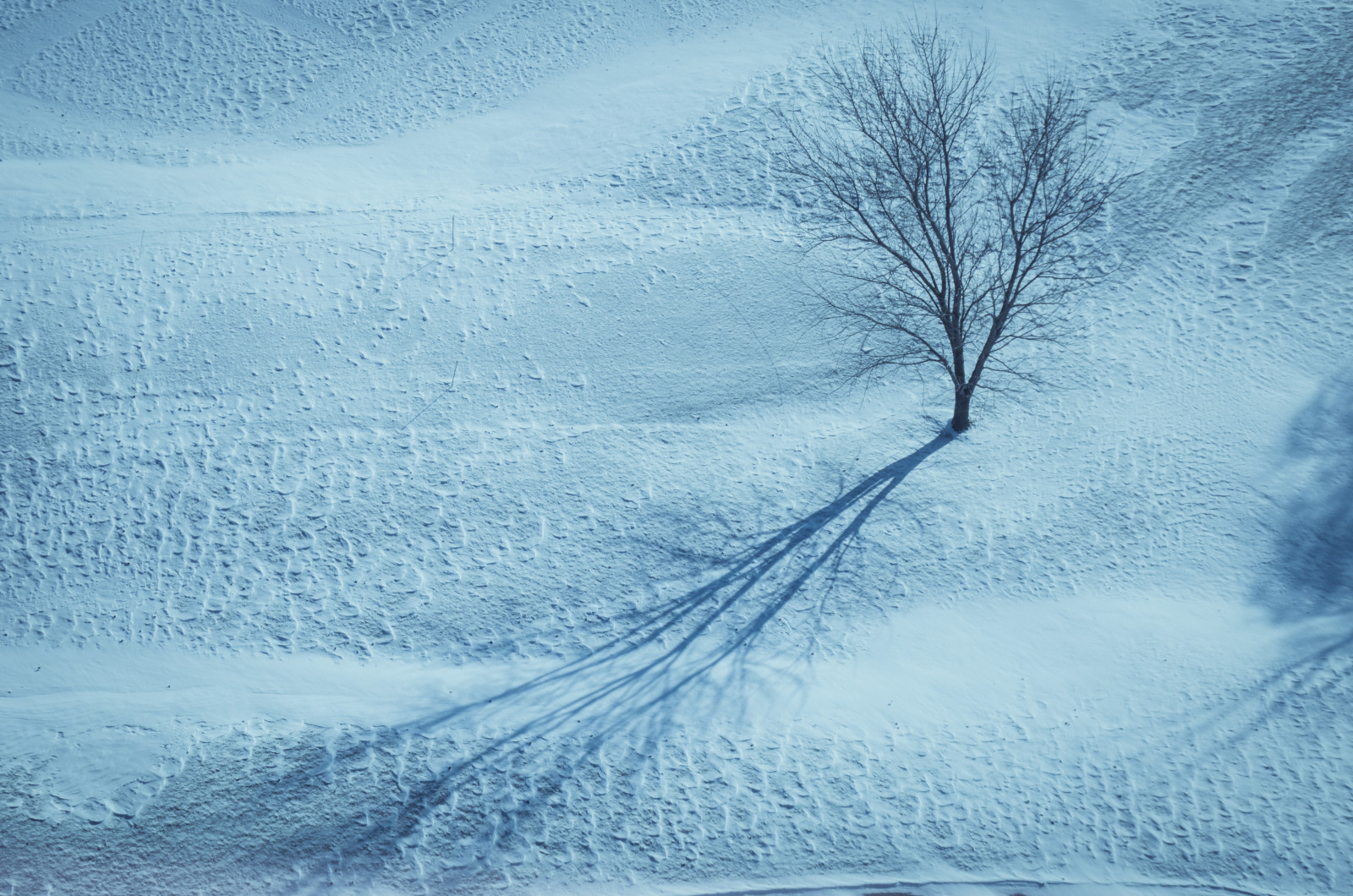 ต้นไม้, หิมะ, ฤดูหนาว, น้ำแข็ง, หนาว, คลื่น, น้ำค้างแข็ง, พื้นผิว, อาร์กติก, การแช่แข็ง, เงา, สภาพอากาศ, ฤดู, elitegalleryaoi, สกี, พายุหิมะ, bestcapturesaoi, nikond5100, ปรากฏการณ์บรรยากาศ, ปรากฏการณ์ทางธรณีวิทยา, พายุฤดูหนาว, ตีพิมพ์แล้ว, นักวิชาการชาวชิคาโก, tamron18200mm