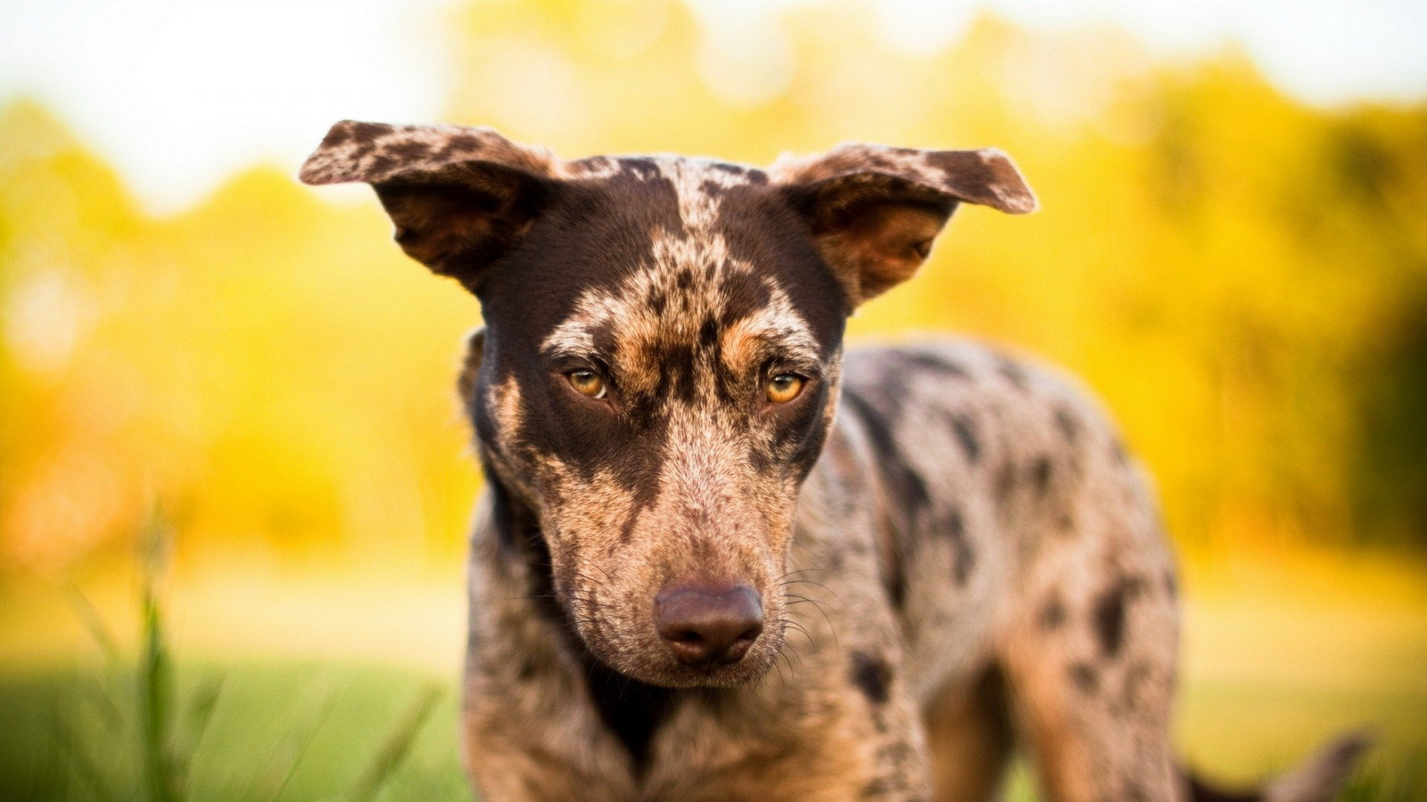 Wallpaper : 1920x1080 px, 588009 1920x1080 - wallhaven - 1651613 - HD