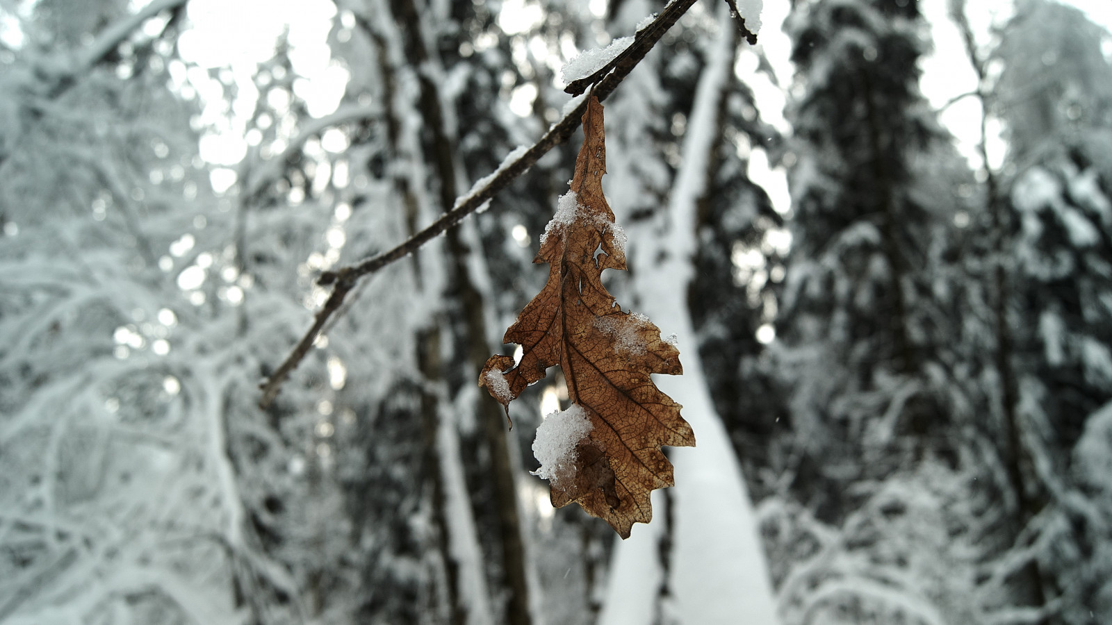 sníh, Příroda, fotografování, dřevo