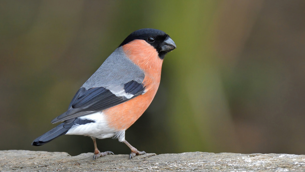 takealookatwhatyoucouldhavewon, เรือเร็ว, youcantbeatabitofbully, สุดยอด, ยอดเยี่ยม, ดี, ชาย, Bullfinch, eurasianbullfinch, pyrrhulapyrrhula, ครีบ, fringillidae, summerleys, Northamptonshire, ป่า, นก, สัตว์ป่า, ธรรมชาติ, Nikon, d500, bcnwildlifetrust, Kevinrobson, khrimages