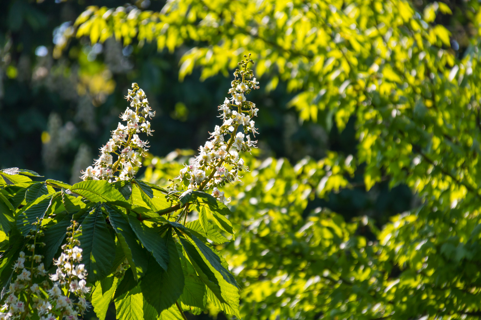 luce del sole, giardino, natura, ramo, verde, giallo, fiorire, albero, autunno, foglia, fiore, pianta, flora, blomma, Stadsparken, Trelleborg, blom, Fiore di campo, produrre, botanica, impianto di terra, pianta fiorita, pianta legnosa, arbusto