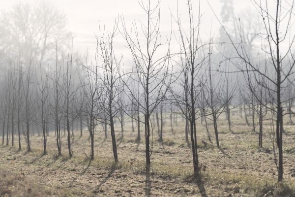 trees,landscape,lights,forest,white,dark
