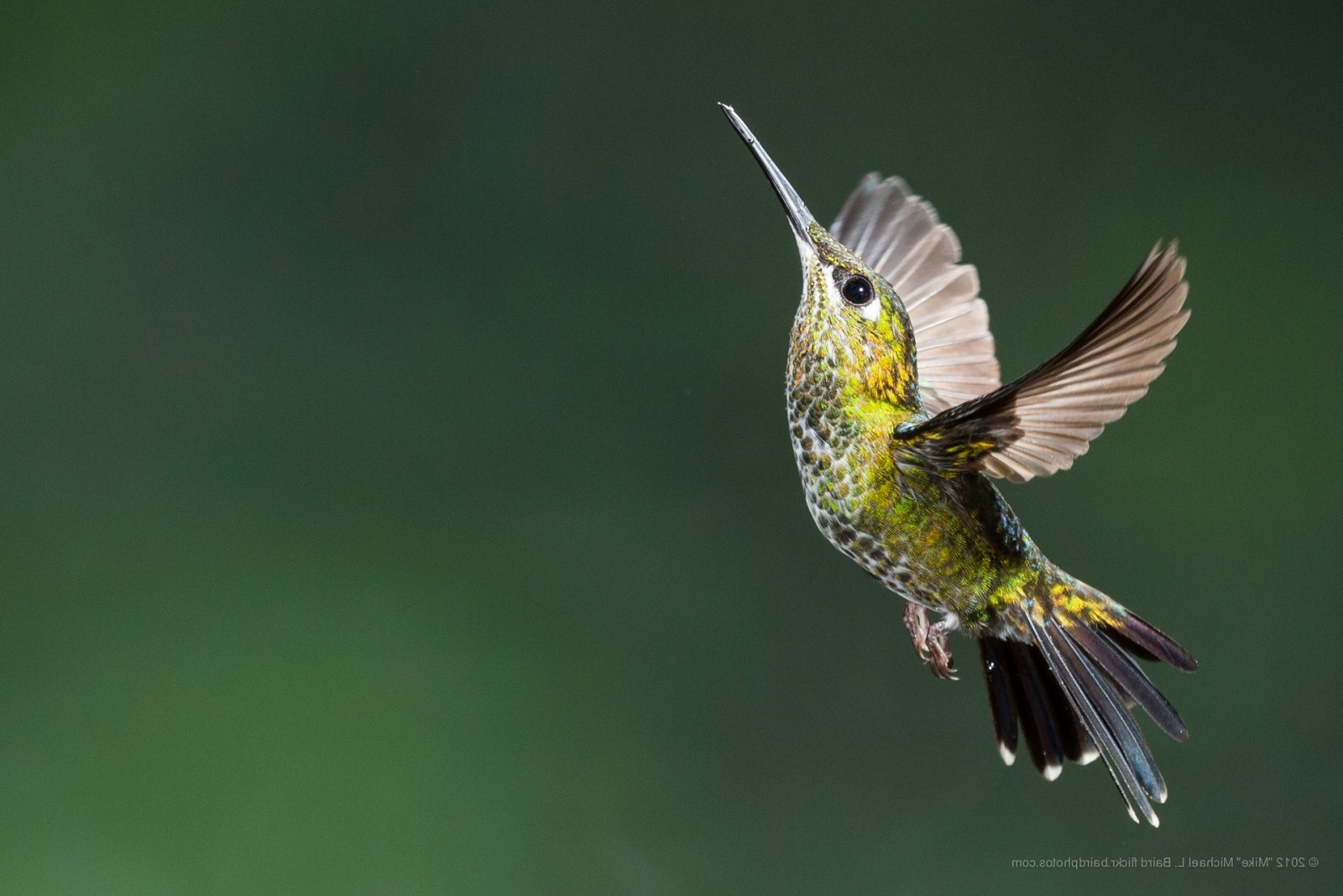 Hummingbird Colibree Wallpaper : birds, flying, hummingbirds, beak, colibri bird, finch ...