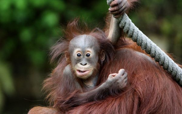 face, eyes, baby, monkey, wildlife, Orangutan