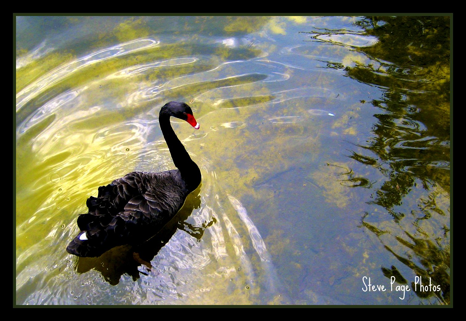 voda, pták, vodní pták, fauna, kachen, hus a labutě, odraz, zobák, Černá labuť, vodní ptáci, kachna, labuť, rybník, Volně žijících živočichů, husa, strom