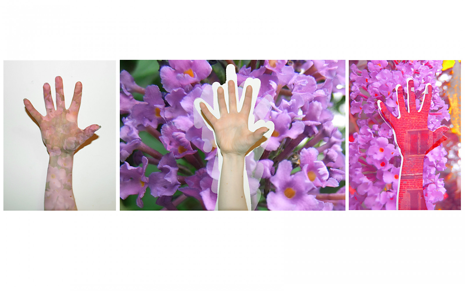 hvid, hænder, mørk, blomster, rød, væg, lilla, violet, grøn, gul, doubleexposure, lavendel, lyserød, forår, Sammensatte, lilla, KUNST, lys, udsættelse, blomst, levende, plante, flora, farve, hånd, dobbelt, farver, 3, kronblad, tre, kreativ, et level, asphotography, tredje, blomstrende plante, stængelplante, blomstret design, eksperiment, afskårne blomster, artisticphotography, highsaturation, artisitic, tripple, digitalcomposite