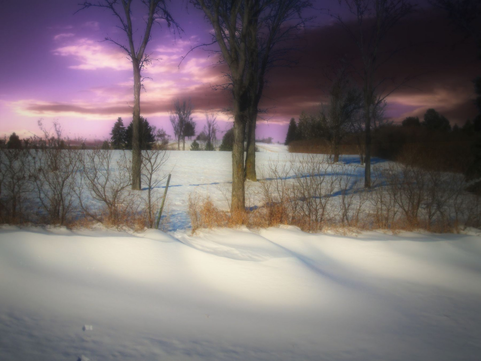 sníh, strom, plot, Severní Dakota, prérie, závěj