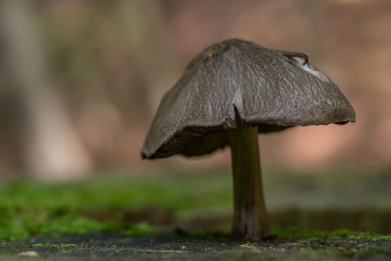 les, Příroda, zelená, houba, Volně žijících živočichů, strom les, Příroda, zelená, houba, Volně žijících živočichů, strom