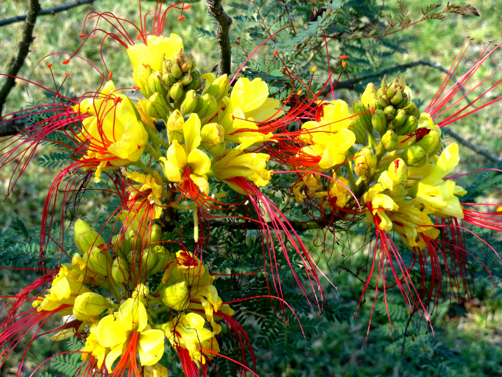 květiny, Červené, žlutý, Austrálie, Nový Jížní Wales, 1001nights, Caesalpinia, warilla, Gilliesii, flickraward, Hennysgardens