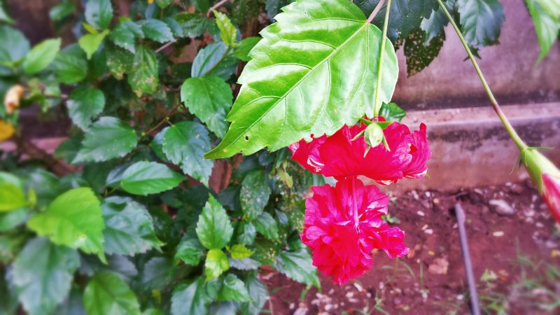 สวน, ดอกไม้สีแดง, อาหาร, ธรรมชาติ, ผลไม้, เบ่งบาน