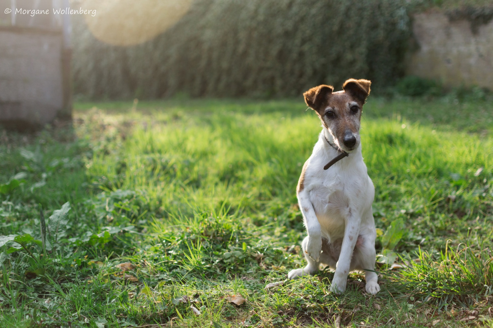 Fond Décran Race De Chien Chien Comme Mammifère Polish