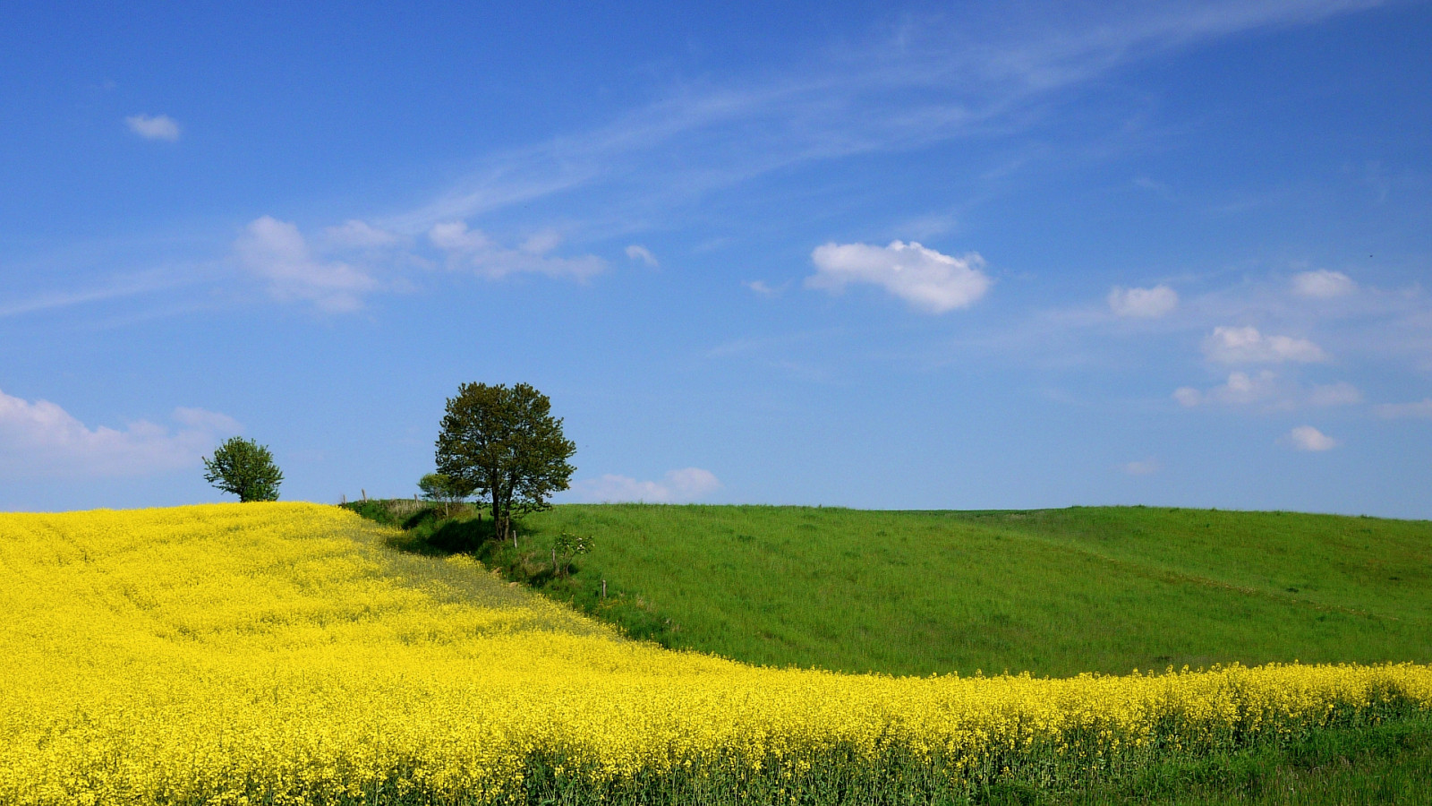 modrý, nebe, panoráma, bílý, strom, zelená, pole, žlutý, mraky, venkovský, objektiv, krajina, lumix, venkov, jaro, Europa, Evropa, den, země, louka, Polsko, polska, znásilnění, pól, Panasonic, filtr, micro, lívanec, 20mm, zielony, dzie, 43, brassica, widok, wiosna, Napus, Slezsko, Slask, filtr, polarizační, rzepak, drzewo, niebo, ka, Bia e, krajobraz, Schlesien, wie, 1920x1080, Z ty, Wiejski, polaryzacyjny, dmcgf1, pwpartlycloudy