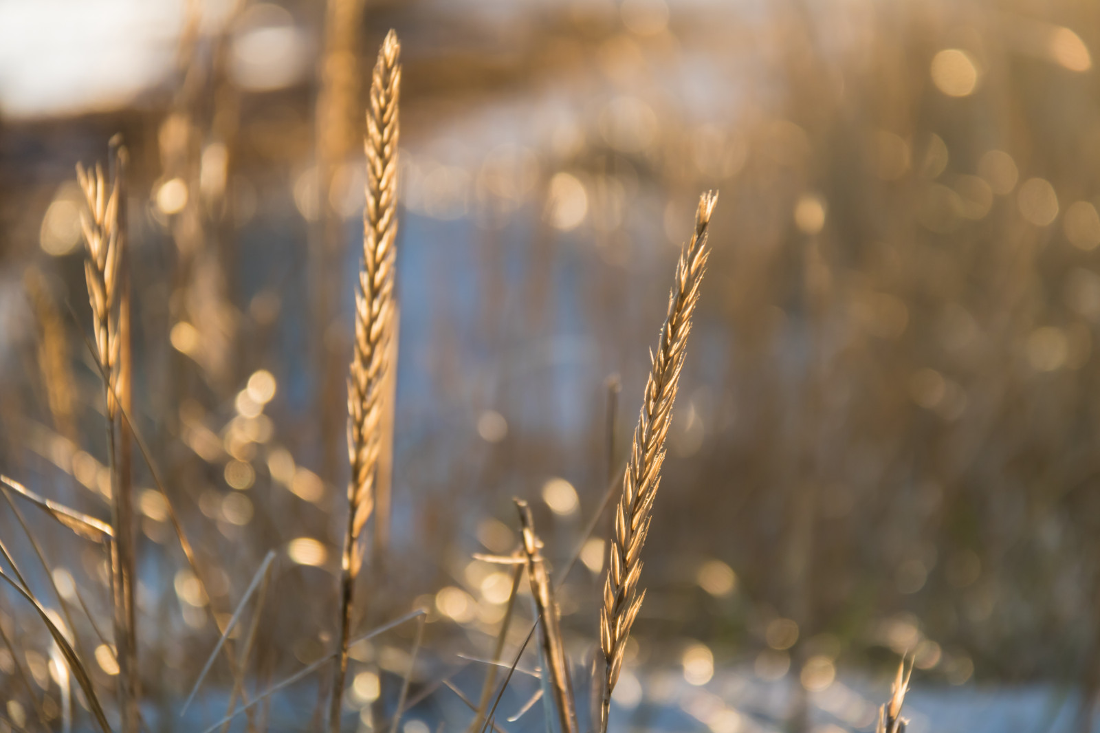 slunečnímu záření, voda, Příroda, odraz, tráva, sníh, zima, větev, večer, ráno, mráz, zmrazení, světlo, strom, podzim, list, květ, rostlina, sezóna, ljus, gr s, b ste, větvička, zblízka, makro fotografie, tráva rodina