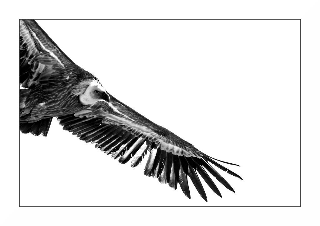 vautour, oiseau, Flyve, vol, ailes, vinger, Grib