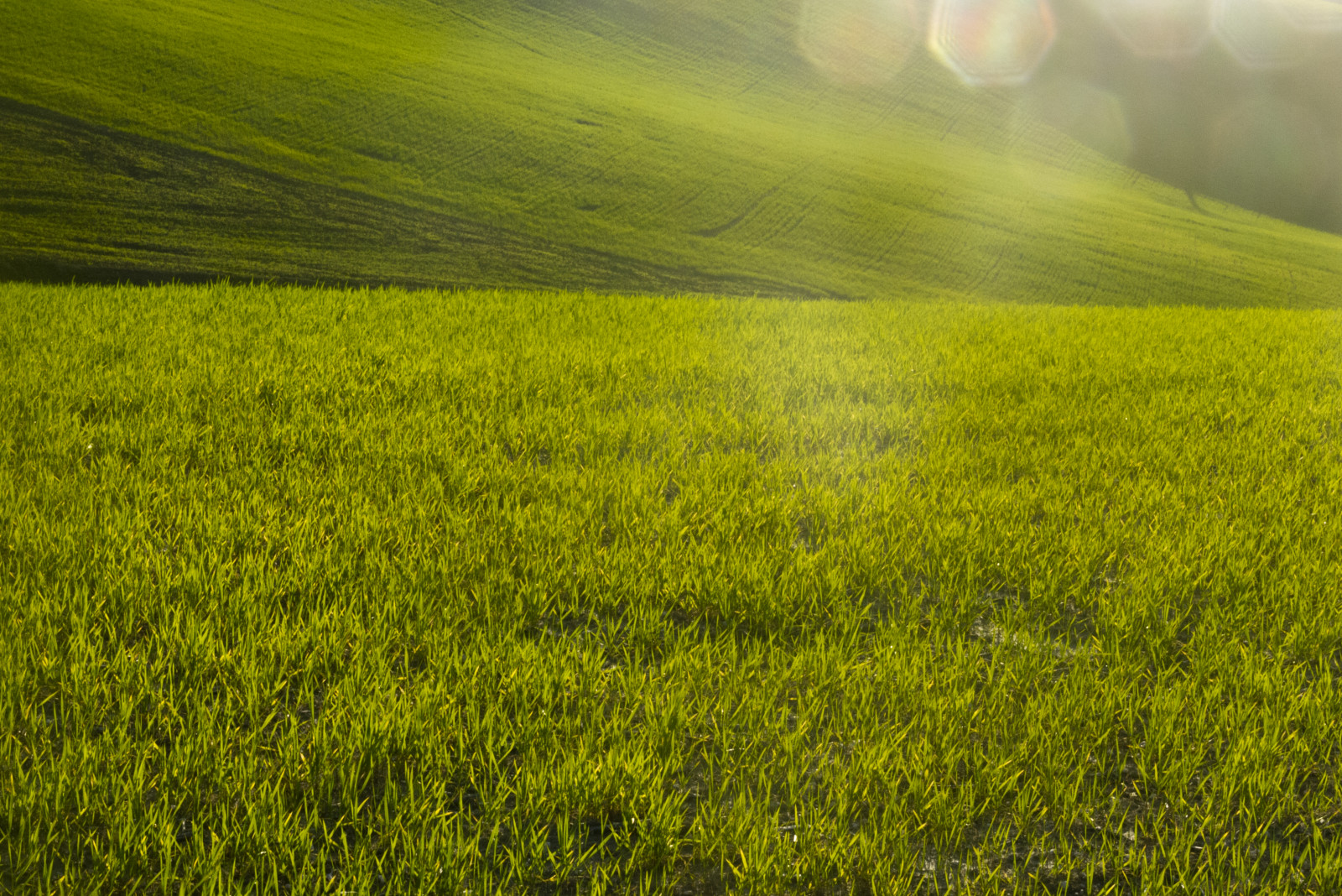 햇빛, 경치, 식품, 이탈리아, 언덕, 자연, 반사, 잔디, 들, 녹색, 태양, 수평선, 파노라마, 생명, 맑은, 유럽, 봄, 선명한, 밀, 바닥, 보리밭, 시골의, 유로파, 파나소닉, 이월, 유채 꽃, 2014, 빛, 색깔, 여행, 일, 색조, 꽃, 목초지, 식물, 야생, 이탈리아, 색깔, 그늘, 한 지방, 목장, 미묘한 차이, 본부, 봄, 명확한, 동시대의, 캐놀라, 여행, 농업, 목초지, 루믹스, 모험, 평원, 구성, 자연 그대로의, 창꼬치, 코리나, 레알, 마르케, 파사 지오, 대초원, 공선, 수확고, 농촌 지역, 서식지, 자연 환 ​​경, 생기게 하다, 육상 식물, 꽃 피는 식물, 생태계, 잔디 가족, 야채, 지역 풍습, 브라 시카, 농담, 겨자 공장, 논, 자연 주의적, 스테파노, 오픈 카운트, 농촌 지역, 페르 모, 콜린 마키 티아 누, marchigiano, 레이크 선 라이트, 중심성 증, 마키 티안, 막 다른, 페르마노, Citt difermo, wheatgrowing, 도미니카 공화국, 스테파노나니, 힌트, 연한 파랑, 지역, 저음