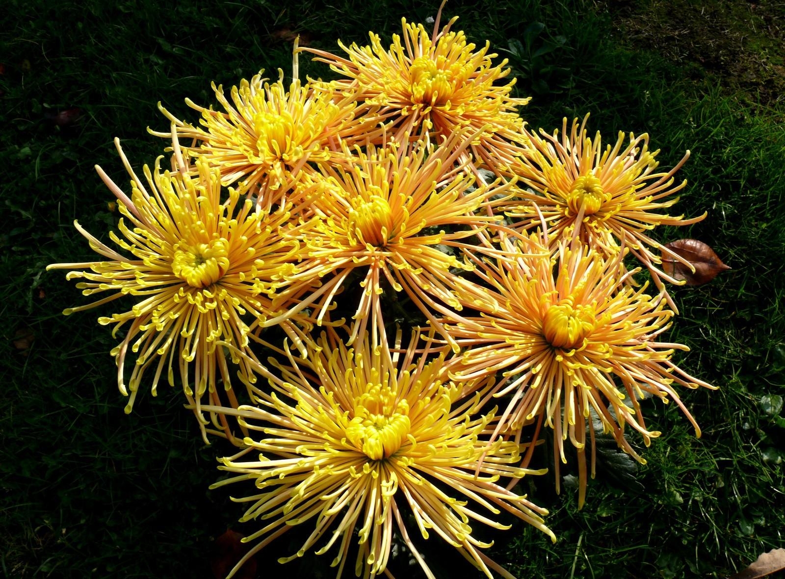 Wallpaper chrysanthemums, flowers, yellow, grass 1600x1180 goodfon