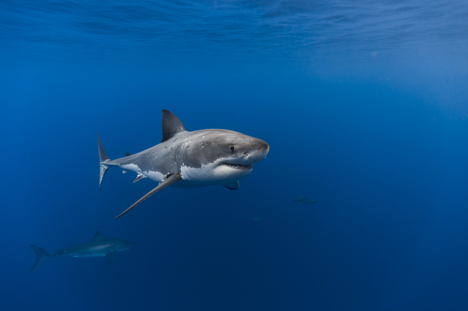 moře, žralok, voda, Ryba, modrý, Volně žijících živočichů, Pod vodou, Mexiko, ploutev, potápění, Velký bílý žralok, tuňák, cestovat, venkovní, oceán, mořský, baja, mořská biologie, Lamniformes, organismus, requiem žralok, žralok tygří, Carcharhiniformes, paryby, Lamnidae, velký bílý žralok, tiburonblanco, grandrequinblanc, Squalo, weiserhai, isladeguadalupe