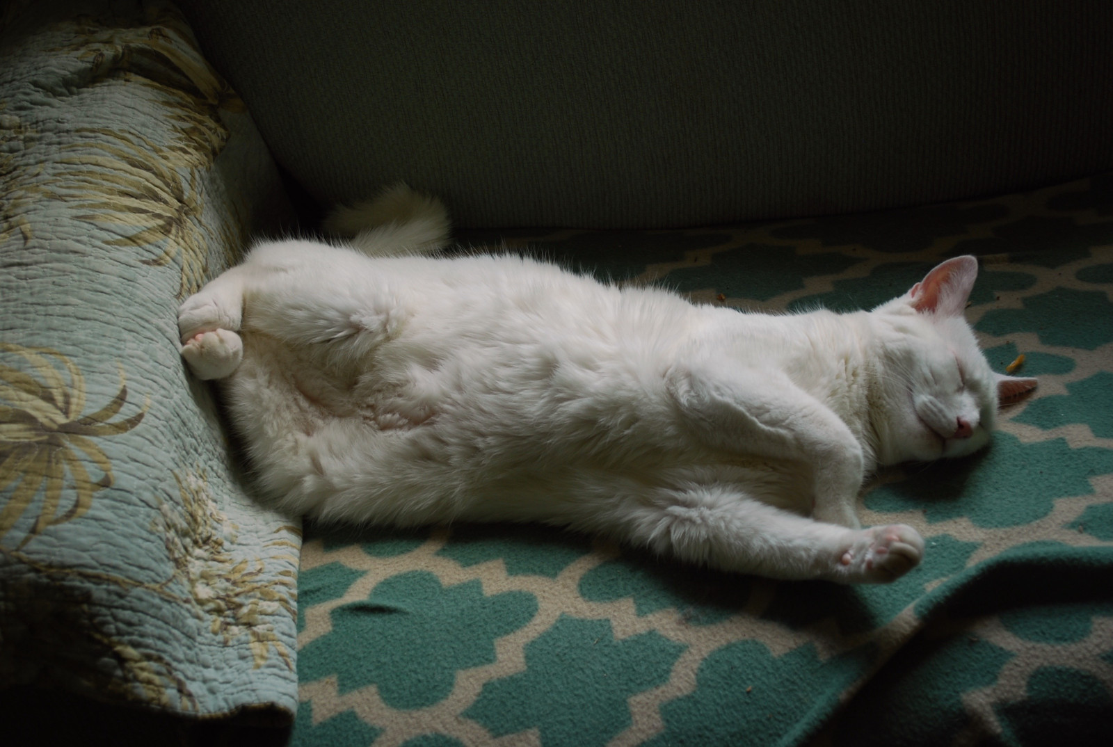 spací, bílý, Nohy, kočka, povídat si, gauč, Karlík, gauč, ibišek, kitteh, tlapky, uvolněný, macska, gatto, Katzen, kot, ko ka, kedi, katt, Kissa, k ttur, Macka, kucing, footiepajamas, allwhite, kate, ma ek, ka je, pisica, gorbe