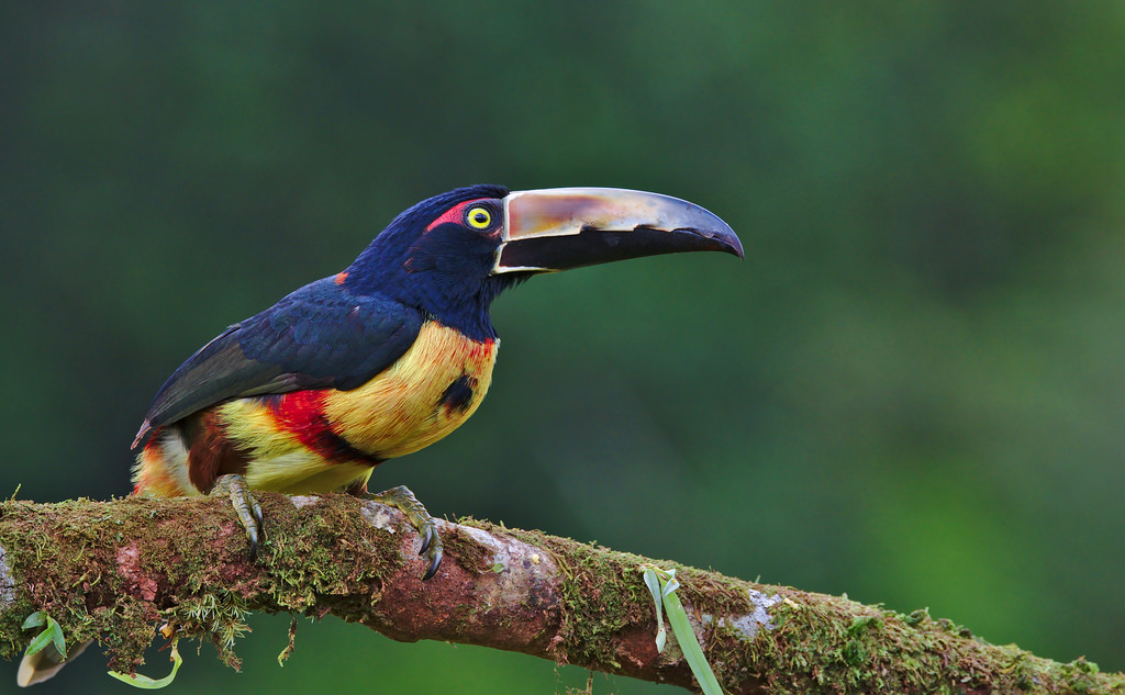 Wallpaper Collaredaracari Pteroglossustorquatus