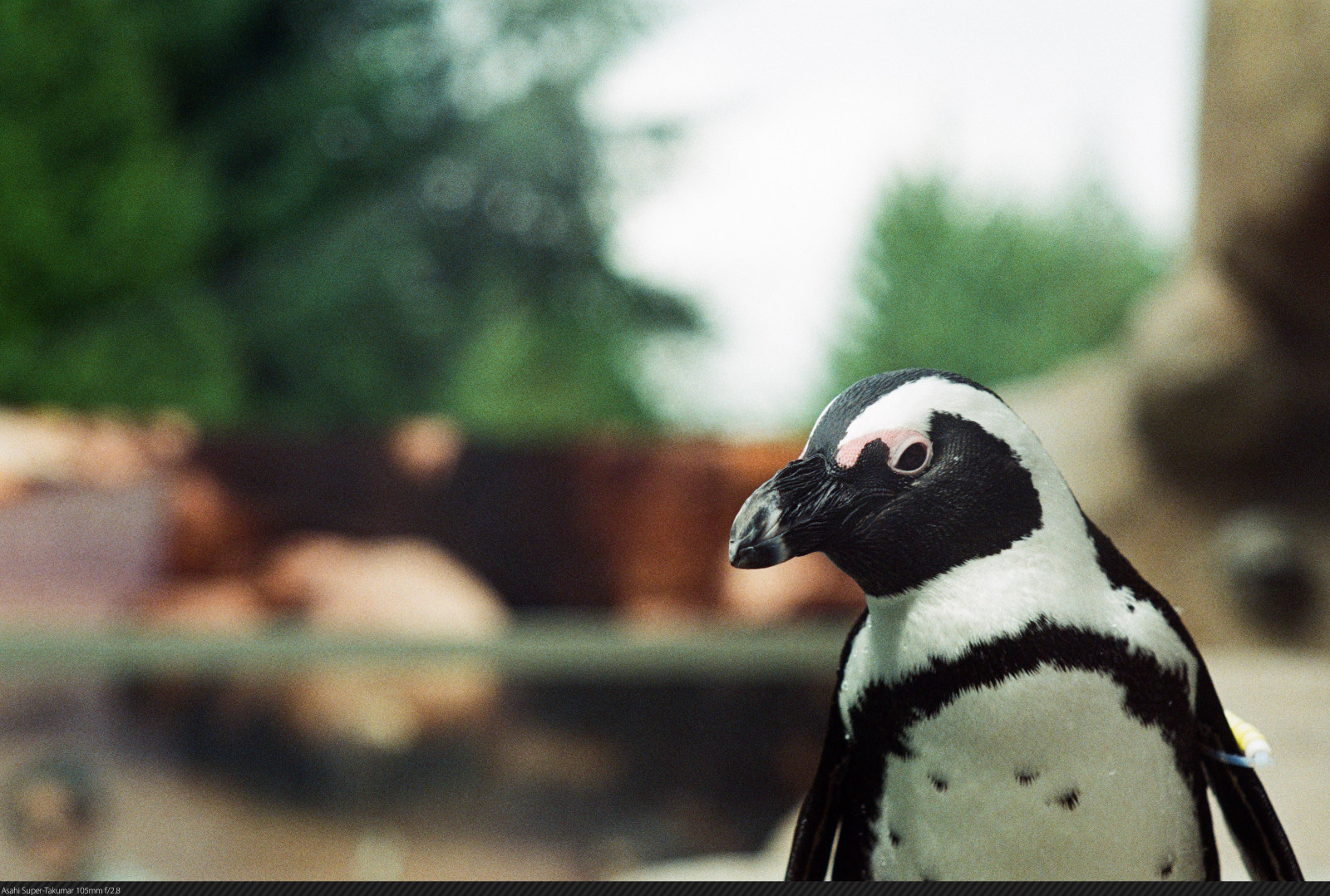 Canada, film, natur, Pingvin, akvarium, Britisk Columbia, vancouveraquarium, supertakumar105mmf28, asahioptical, asahipentaxspotmaticspii, fujicolorproplusii200