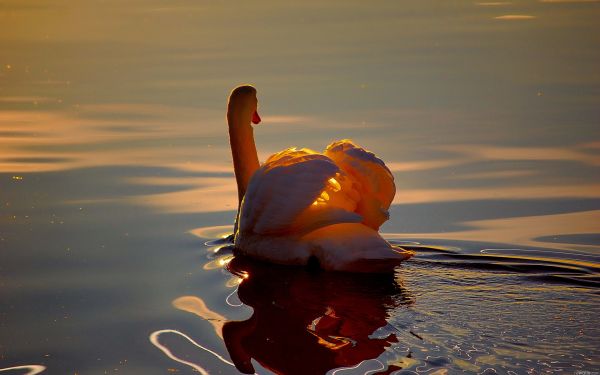 1920x1200 px,animals,birds,feathers,lakes,ponds