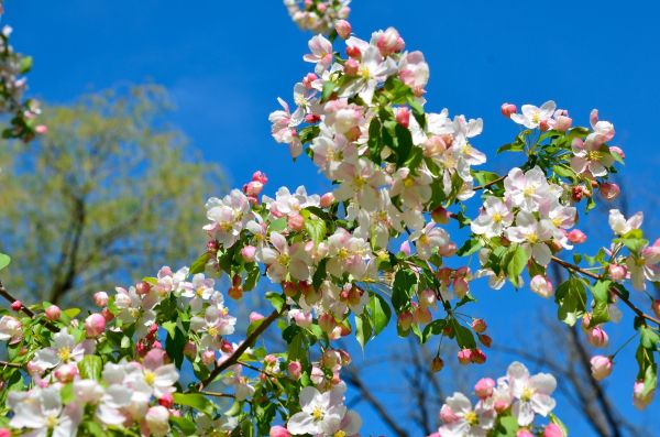 branch, flower, blossom, spring, plant, bloom