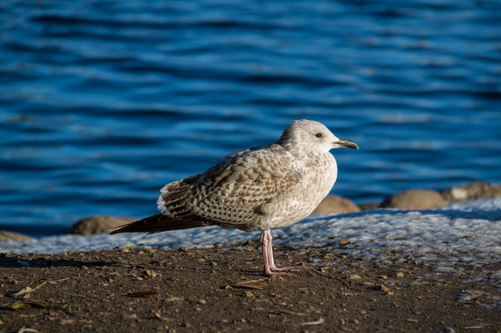mare, lago, acqua, natura, becco, uccello, sj, Malmo, Pildammsparken, f gel, gabbiano, icelandgull, larusglaucoides, vitvingadtrut, uccello marino, fauna, vertebrato, Charadriiformes, cinclidae, shorebird, beccaccino, Gabbiano di aringhe europeo, calidris