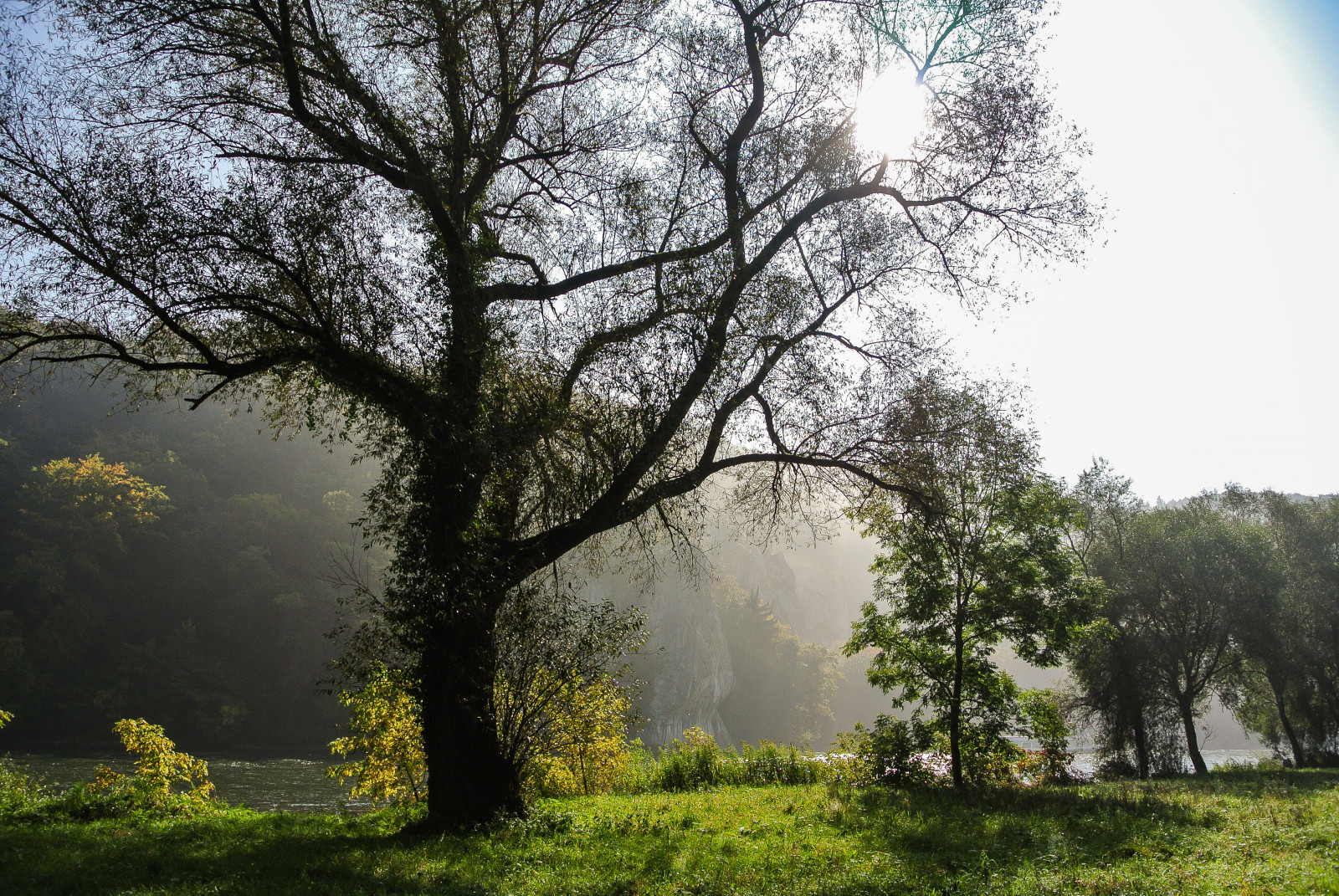 slunečnímu záření, stromy, krajina, les, Příroda, větev, ráno, mlha, řeka, květ, Dunaj, Donau, 2014, strom, podzim, mlha, list, květ, rostlina, sezóna, louka, bayern, Herbst, b UME, Fluss, Nebel, zálesí, Kati, nikon1v1, venkov, místo výskytu, přírodní prostředí, atmosférický jev, dřevina, Dunst, Kelheim