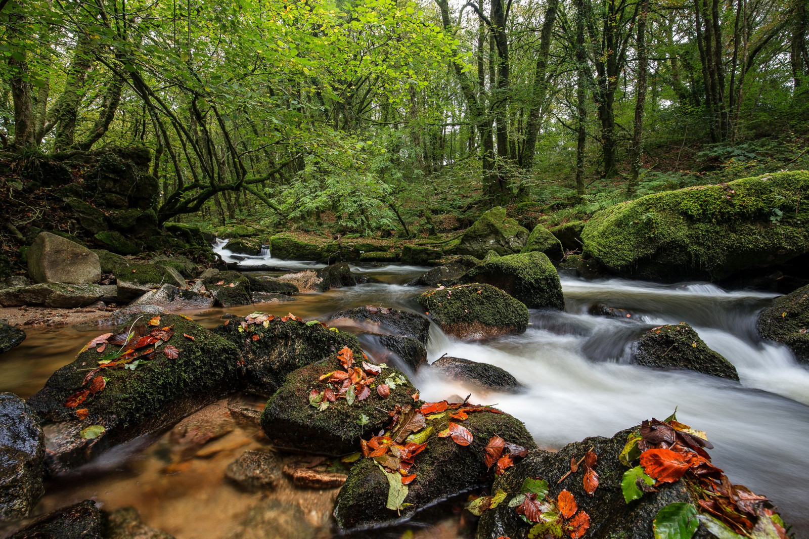foresta, cascata, roccia, fiume, natura selvaggia, stagno, giungla, ruscello, foresta pluviale, autunno, foglia, alveo, Rapido, torrente, bosco, habitat, ambiente naturale, landform, caratteristica geografica, ecosistema, corpo d'acqua, giochi d'acqua