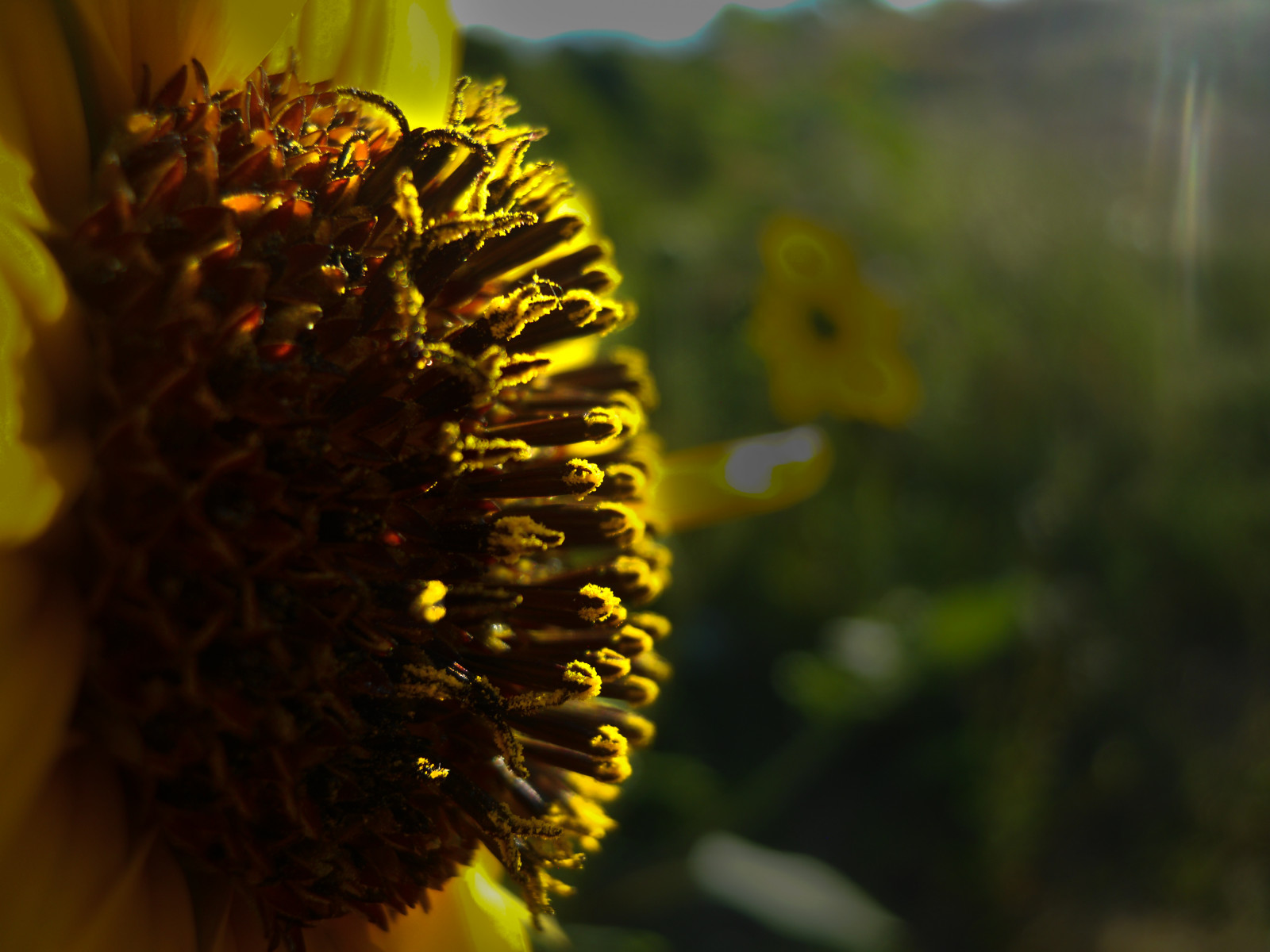 květ, žlutý, slunečnice, flóra, slunečnicové semeno, zblízka, pyl, jaro, slunečnímu záření, makro fotografie, membrána okřídlený hmyz, včelí med, nektar, daisy rodina, Včela, divoká rostlina, okvětní lístek, rostlina