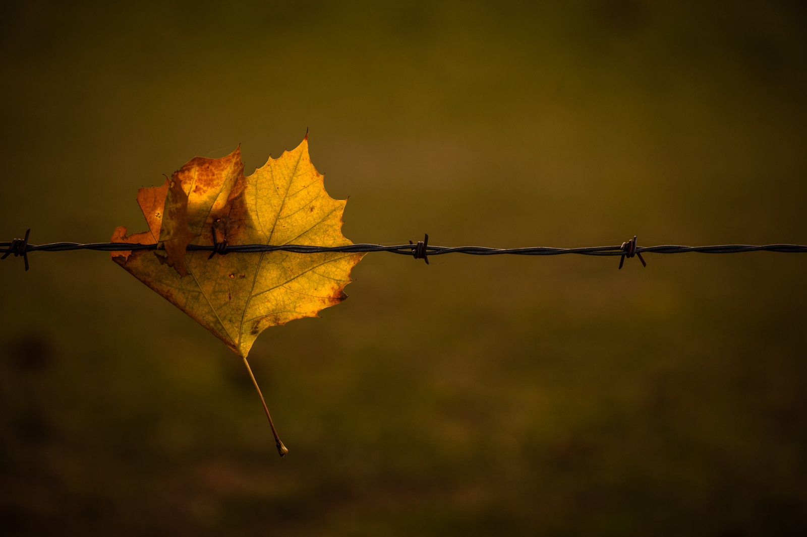 slunečnímu záření, podzim, západ slunce, Příroda, odraz, větev, zelená, žlutý, ráno, bokeh, drát, F4, světlo, strom, zlatý, 70200, hloubka pole, podzim, list, podzimní, ostnatý, zoom, flickr, rostlina, sezóna, tma, větvička, makro fotografie, závod stonek, Javorový list