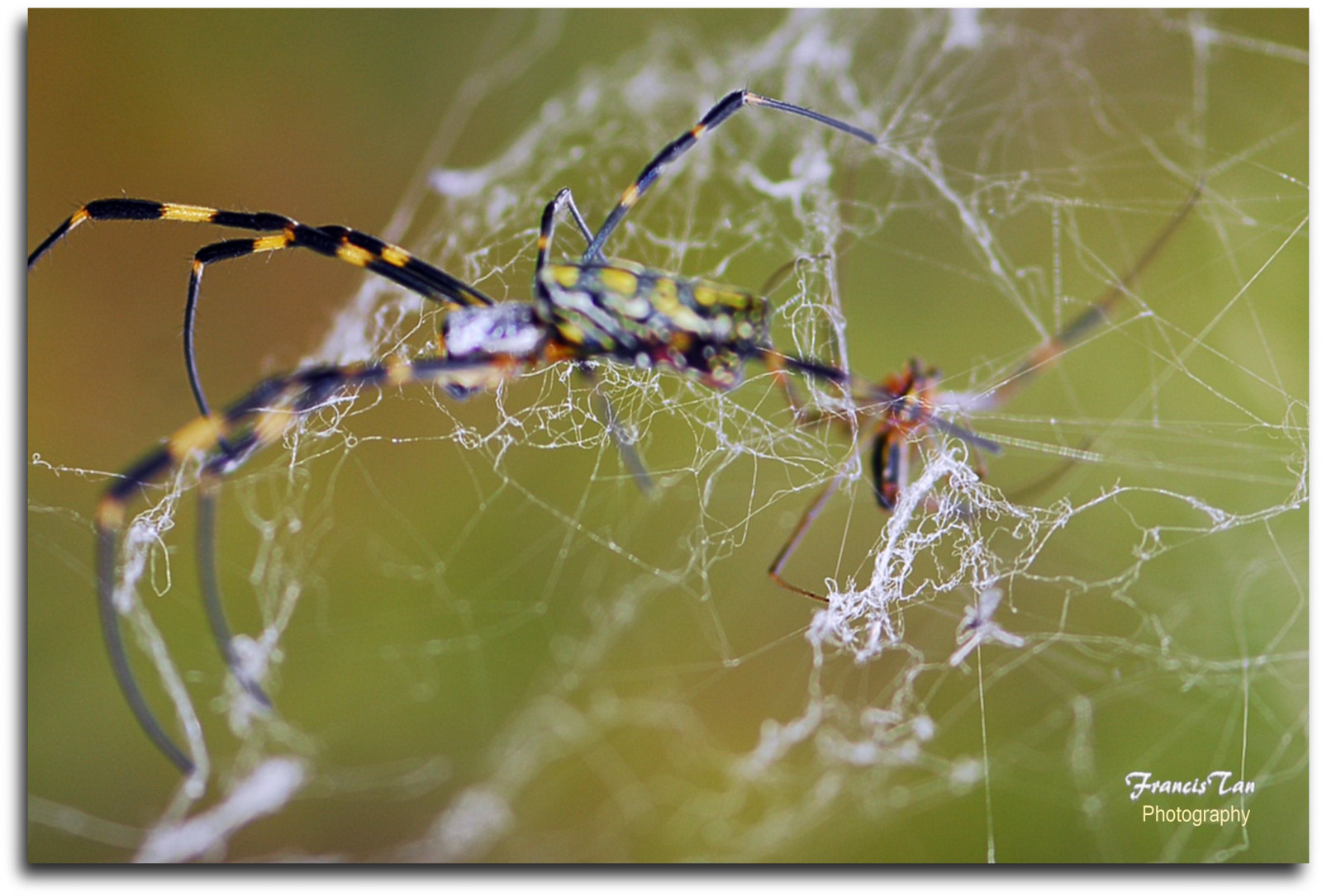 ญี่ปุ่น, จอด, แมโคร, สาขา, แมลง, ข้อผิดพลาด, แมงมุม, โตเกียว, อนาธิปไตย, ชีววิทยา, สัตว์ป่า, เว็บ, การถ่ายภาพมาโคร, สัตว์ที่ไม่มีกระดูกสันหลัง, ใยแมงมุม, orb weaver spider, Araneus, Fongetz, ฝรั่งเศส, koen, แหนบ, Kasairinkai, microlens, 105 มม