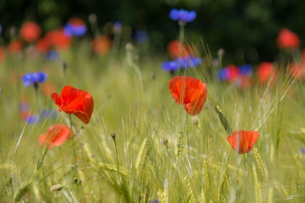 flower,field,wheat,poppy,blomma,cornflower