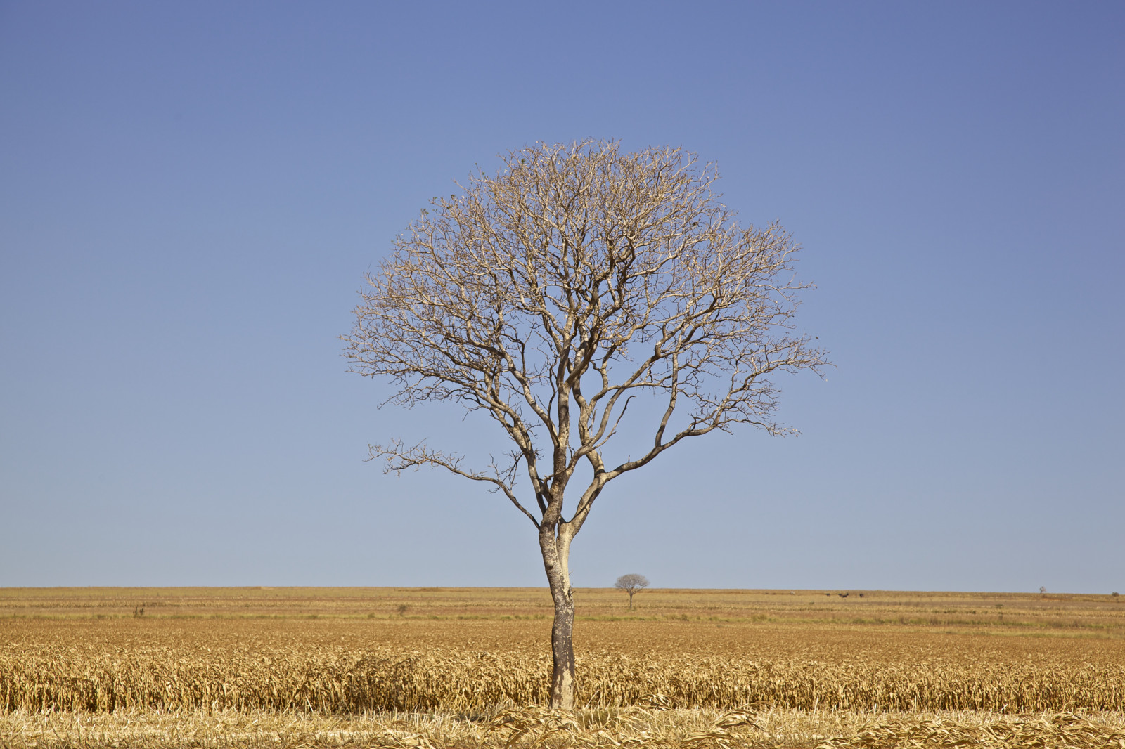 stromy, Brazílie, nebe, Latinská Amerika, Jižní Amerika, horizontální, Brasil, venkovský, krajina, fotografování, kukuřice, df, den, barvy, fotograf, země, modrá obloha, dia, Paisagem, CEU, Průhledná, cerrado, fotografia, galhos, Fotografo, Horizonte, Gettyimages, arvores, distritofederal, Milho, americadosul, Americalatina, colorido, agricultura, Ceuazul, ruralarea, Planaltina, c udebras Lia, Zemědělství, planaltocentral, Braziliansavannah, ruralscene, centrooeste, Agroneg cio, Cornharvest, canonef24105mmf4lis, zonarural, Paisagemrural, linhadohorizonte, canoneos5dmarkii, Sadba kukuřice, Planta odemilho, Tempoquente, Temposeco, Franciscoaragao, Colheitademilho, projectweather, Pocaseca, Cerradobrasiliense, Brasiliapatrimoniodahumanidadeunesco, Rvorenativadocerrado, Galhossemfolhas, Projetotempo, zonaruraldeplanaltina, Zonaruraldebras lia, A rvorenativadocerrado
