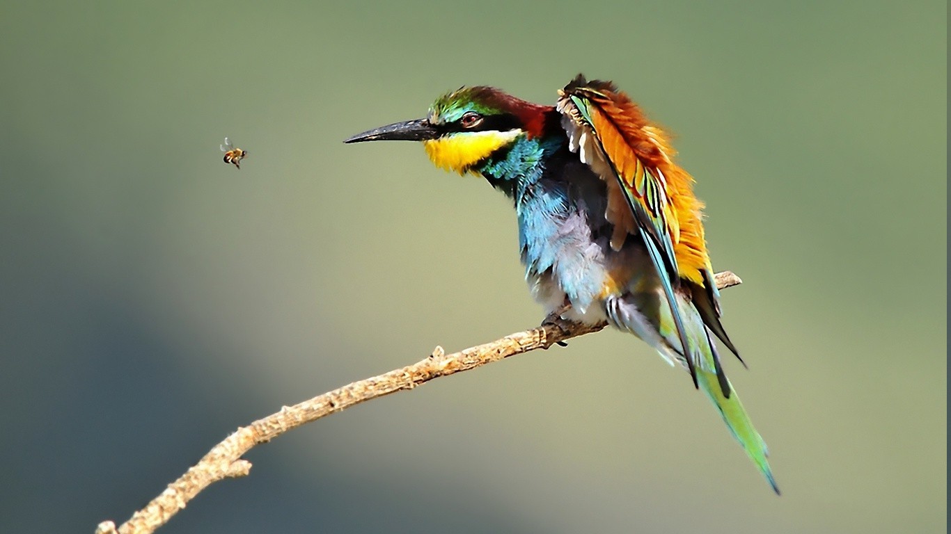 ptactvo, zvěř, Příroda, hmyz, Volně žijících živočichů, včely, zobák, včelí jedlíci, pták, Pírko, křídlo, fauna, 1366x768 px, zblízka, makro fotografie, organismus, CORACIIFORMES, membrána okřídlený hmyz, včelí jedlík