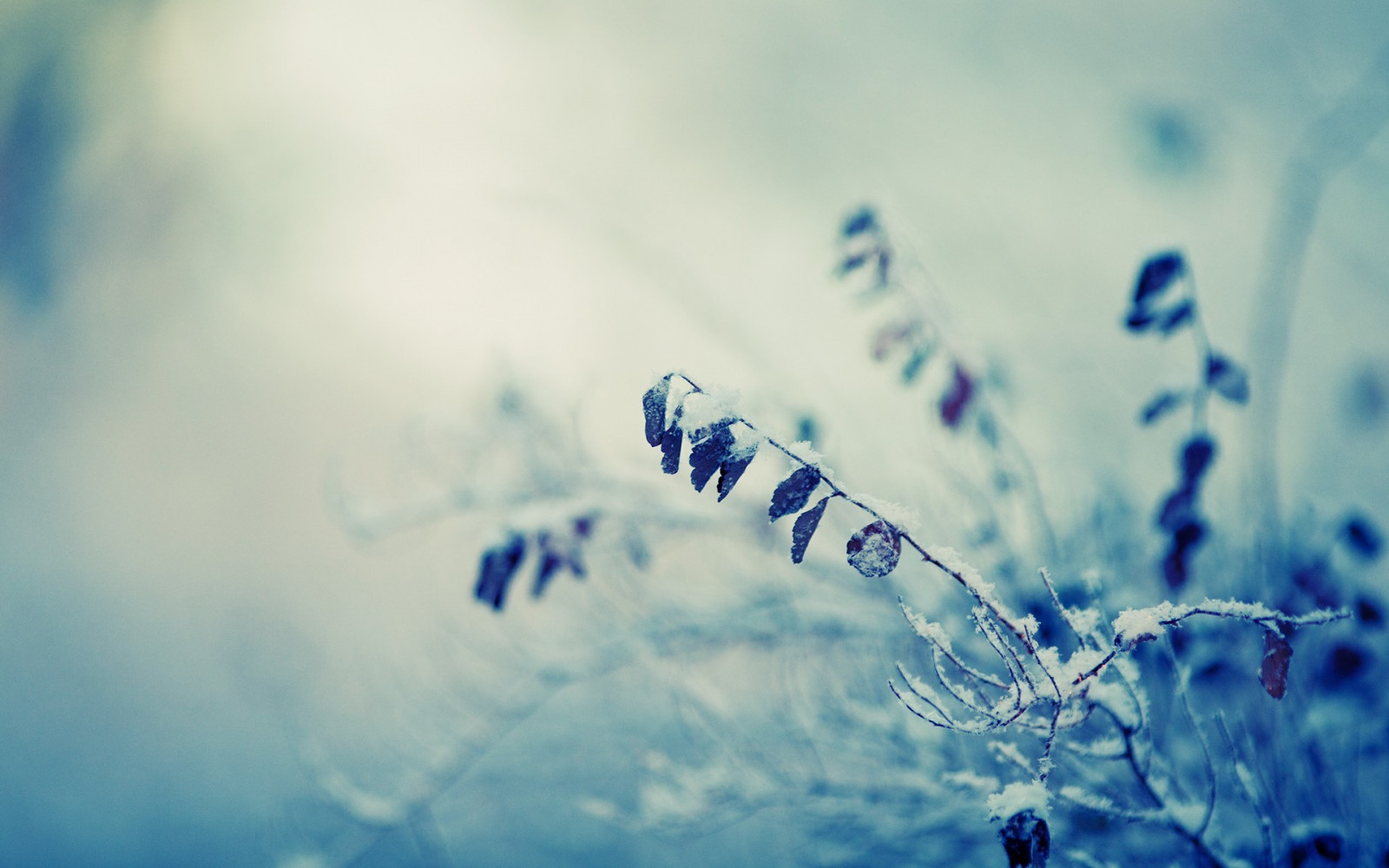 luce del sole, acqua, natura, riflessione, cielo, piante, inverno, fotografia, macro, ramo, blu, ghiaccio, brina, atmosfera, Congelamento, nube, fiore, onda, sfondo del computer, atmosfera della terra, avvicinamento, fotografia macro