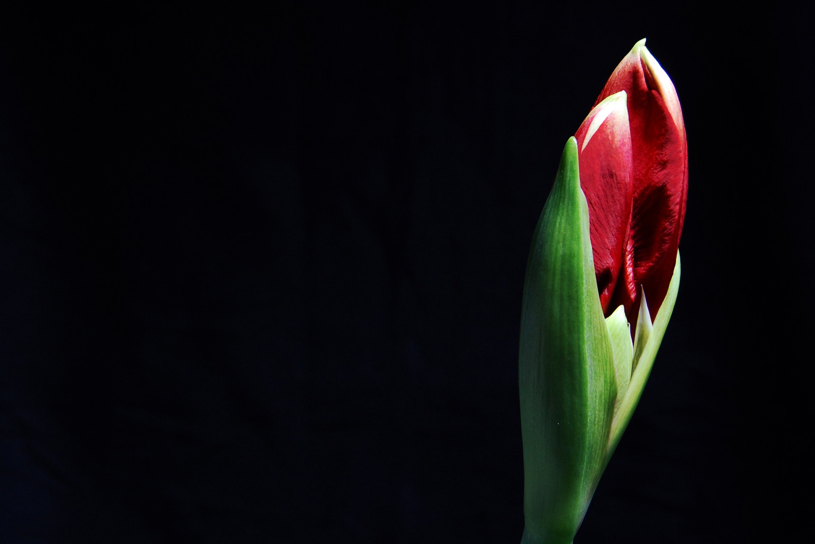 Příroda, Červené, Nikon, květ, jaro, DX, květ, rostlina, lilie, flóra, pupen, natur, tma, okvětní lístek, 1855mm, AFS, blume, bl te, počítač tapeta, kvetoucí rostlina, zblízka, makro fotografie, závod stonek, zátiší fotografování, zoomnikkor, 13556 g, amaryllis belladonna, Hippeastrum, amaryllis family