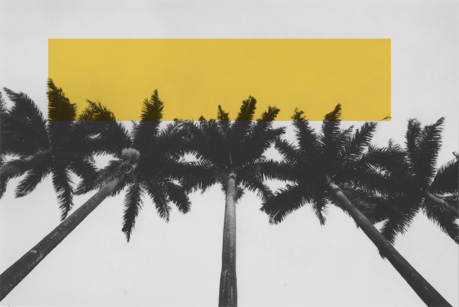 stromy, nebe, žlutý, moderní, Nikon, 35MM, perspektivní, UMĚNÍ, Černý a bílý, strom, rostlina, dlaň, analogový, film, parque, analogový, pb, arecales, analogica, palma, FG20, Burlemarx, Guilhermegarofalo