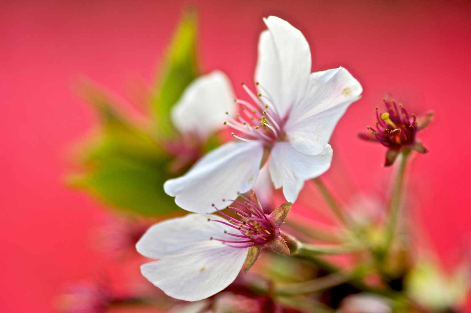 květ, růžový, květ, flóra, rostlina, jaro, okvětní lístek, zblízka, Třešňový květ, makro fotografie, divoká rostlina, počítač tapeta